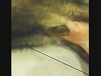 Messin Around With The Gsd Gay Beast Com - Bestiality Porn Tube