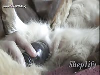 Mfem Gsd Toy Play Intercourse And Muzzling Shep1ify German Shepherd Kiara Toy Play And Close Up Sex May Day 1