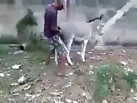 Mi Burra Le Gusta Que Le Den Gaybeast - Beastiality XXX Sex Movie
