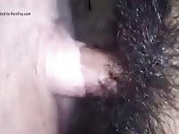 Mi Chica Rica Gaybeast.Com - Animal Sex Movie