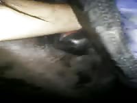 Midnight Mare Fisting Gaybeast Rip - Beastiality XXX Porn Tube