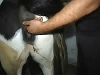 Mini Mare Male Gaybeast Rip - Bestiality Porn Movie