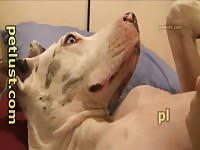 Missionary Pearl Dog