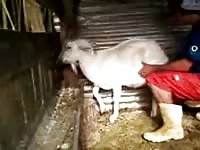 Montando Cabrita Gaybeast - Beastiality Sex Porn Tube