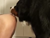 Mount Video Gay Beast Com - Bestiality Porn Tube