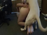 Mounted By Golden Lab Part 1 Gaybeast Rip - Bestiality Porn Movie