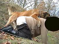 Mp07 Pes1961 German Shepherd