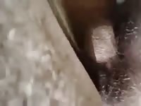Mulas Gaybeast.Com - Beastiality Sex Movie