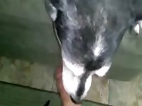 My Aunts Dog Licking Me Gaybeast - Animal Porn