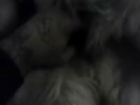 My Lust Gaybeast - Beastiality Sex
