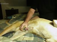 My Boy 1 Gaybeast - Bestiality Porn Tube