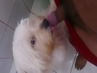 My Boy Again Gay Beast Com - Beastiality Sex Video