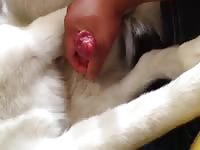 My Boys Cock Cuming On Me Gay Beast Com - Beastiality Sex Porn Video