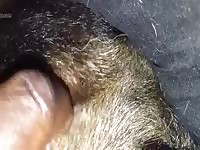 My Boys Virgin Hole Gaybeast.Com - Beastiality Porn Movie