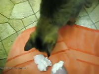 My Cat Gay Beast Com - Beastiality Sex Porn Video