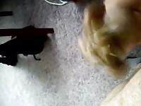 My Cock Is Full Of Snails Gaybeast Rip - Beastiality Porn