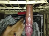 My Dog Lick Mayonnaise Gaybeast.Com - Bestiality Porn Video