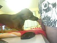 My Dog Tequel Gaybeast Rip - Animal Sex Movie