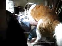 My Dog