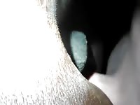 My First Time Mare Gaybeast.Com - Bestiality Sex Movie