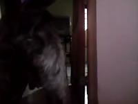 My First Video 1 Gaybeast Rip - Beastiality Porn