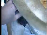 My Horny Lust Pussy Fuck Gaybeast.Com - Bestiality Sex Tube