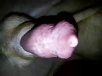 My Hungarian Vizsla Gaybeast Rip - Animal Sex Tube