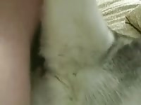 My Husky Lust Gaybeast Rip - Beastiality Porn Tube