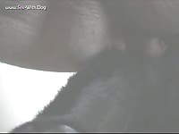 My Sweet Lab Knots Me First Time Tobyone My Sweet Lab Knots Me First Time