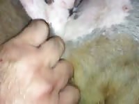 Myhomegirl Gaybeast.Com - Animal Porn