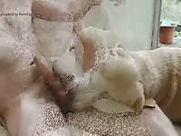Nap Time With Lab Gaybeast.Com - Animal Porn Video