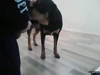 Nice Girl Gay Beast Com - Animal Porn Tube