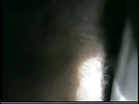 Noisy Cow Gaybeast Rip - Bestiality Porn