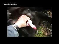 Old Dog Masturbating Pes1961 German Shepherd Certmast