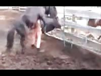 Old Fat Slut Wife Can Only Get Laid By Her Horse On The