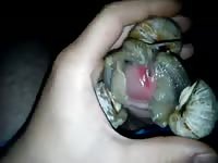 Only Snails Can Do This Gaybeast Rip - Bestiality Sex