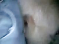 Ooooohhhhhhhh Gaybeast.Com - Bestiality Porn Tube