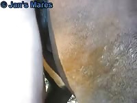 Outdoor Fun Ii Gaybeast - Beastiality XXX Porn Tube