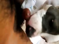 Part 2 College Stud Gets Licked For The First Time By Friends Dog Gay Beast Com - Beastiality Sex Video