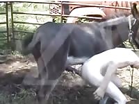 Pegando O Cavalo Do Meu Amigo Gay Beast Com - Beastiality Sex Movie