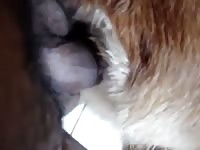 Penetrando A Mi Perra Gaybeast.Com - Beastiality Porn Tube