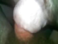 Perra En Mestruacion Es Follada Gay Beast Com - Bestiality Sex Tube
