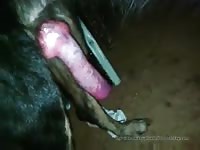 Perro Se Culea A Chico Gaybeast - Beastiality Porn