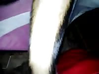 Perro Y Hombre Gaybeast Rip - Beastiality Sex