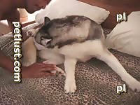 Petlust Com P222 Wanting Husky Petlust Zoo Porn