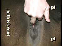 Petlust M09 2 Bc48 Following Pixie Zooporn Horse Porn Animal Sex