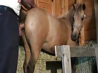 Petlust Nice Sex Of Man And Horse Zooporn Horse Xxx Animals Porn