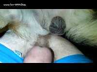 Pics Of Me And My Gsd Bestal German Shepherd Pullout