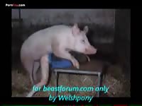 Pig Fucks Man Ass