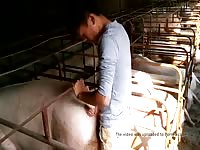 Pig Gay Beast Com - Beastiality Sex Tube